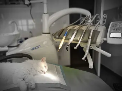 Przychodnia Weterynaryjna SANITAS